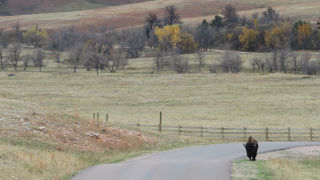Buffalo by roadside Custer