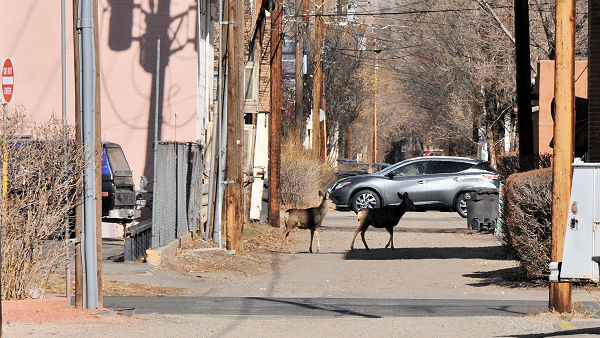 Deer in streets Alamosa Co