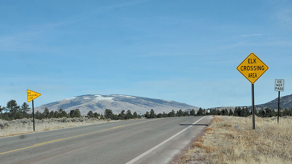 Elk Crossing San Antonio Mtn NM