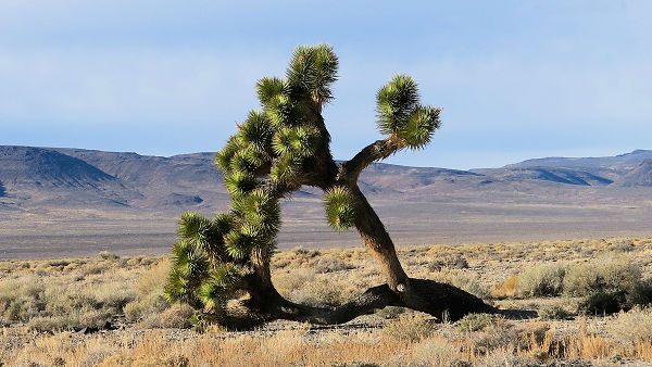 Joshua Tree Nevada