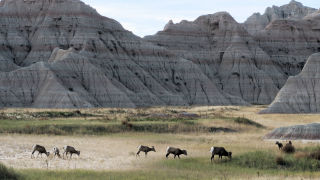 Bighorn Sheep Badlands SD