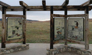 Bison Information Custer