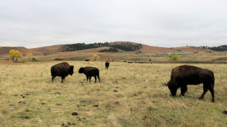 Buffalo Custer State Park