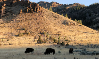 Buffalo Shoshone NF Wyoming