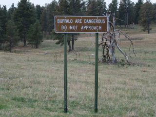Buffalo are dangerous Custer State Park