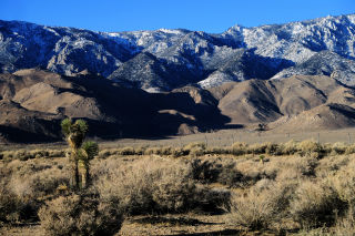 Cactus near Lone Pine CA