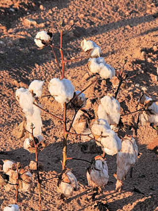 Cotton Plant Texas