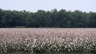 Cotton field Louisiana 