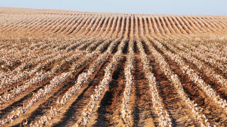 Cotton fields Texas