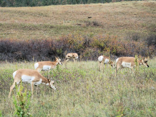 Deer Custer State Park SD