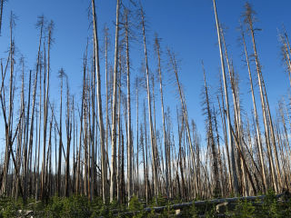 Forest Fire Impact Yellowstone