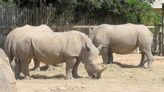 Houstn zoo rhinos