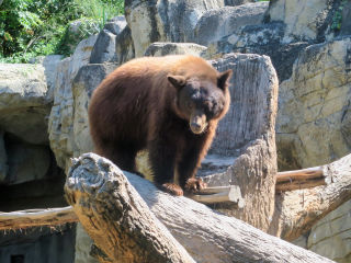 Houston Zoo Browb Bear