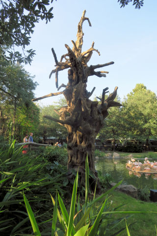 Houston zoo Dionicio Rodriguez Tree