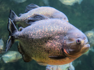 Houston zoo Piranha