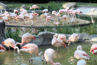 Houston zoo flamingos