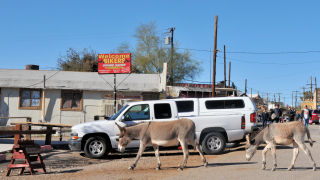 Oatman Donkeys Arizona
