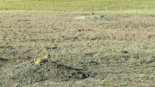 Prairie Dog Badlands