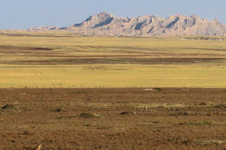 Prairie Dogs on Prairie in Badlands