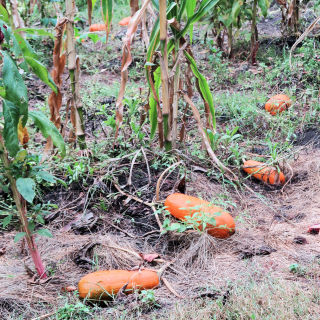 Pumpkin Patch Concord 