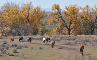 Wild horses Montana